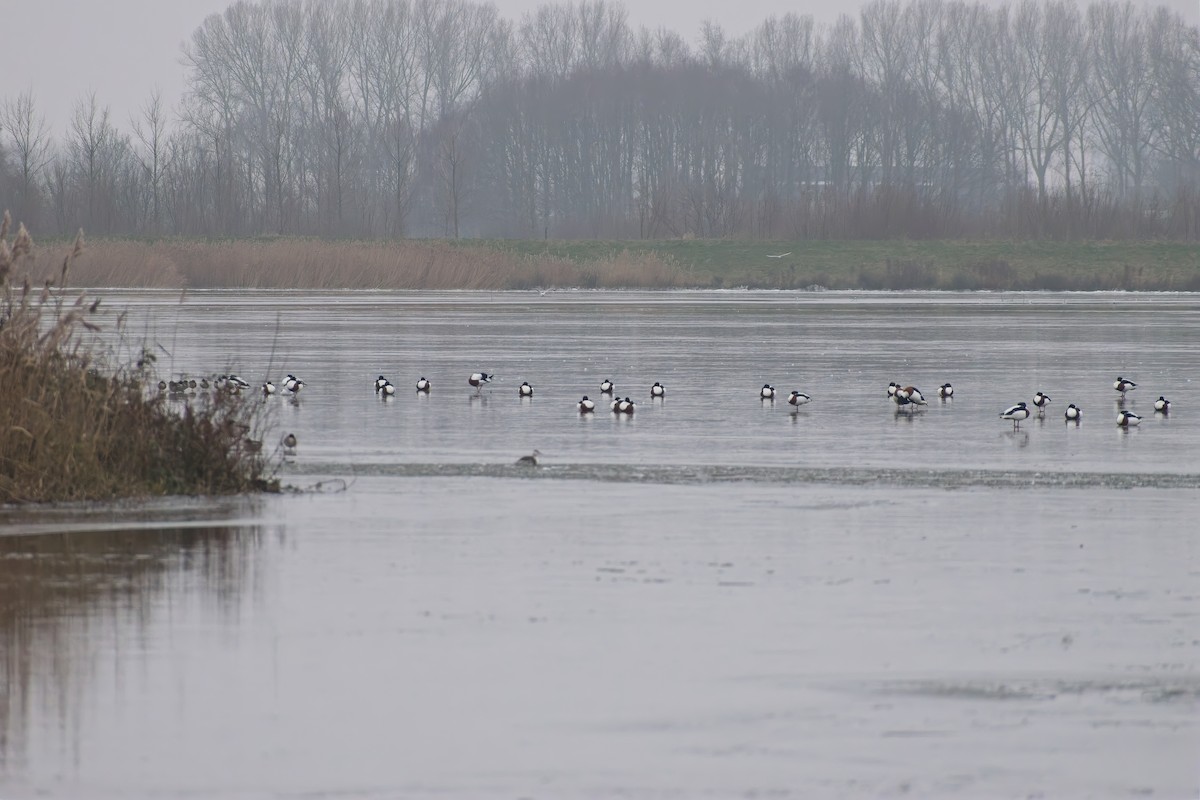 Common Shelduck - ML647621518