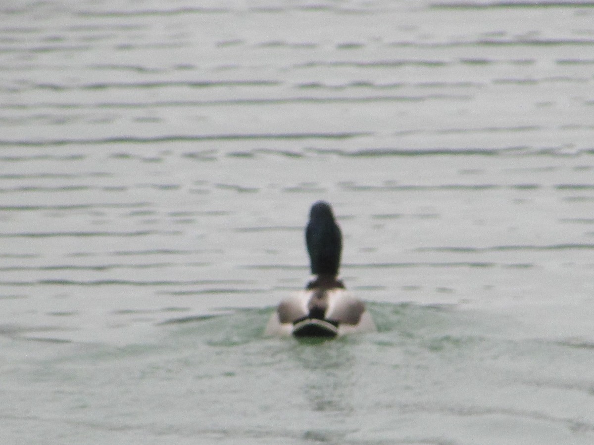 Mallard - ML647621524