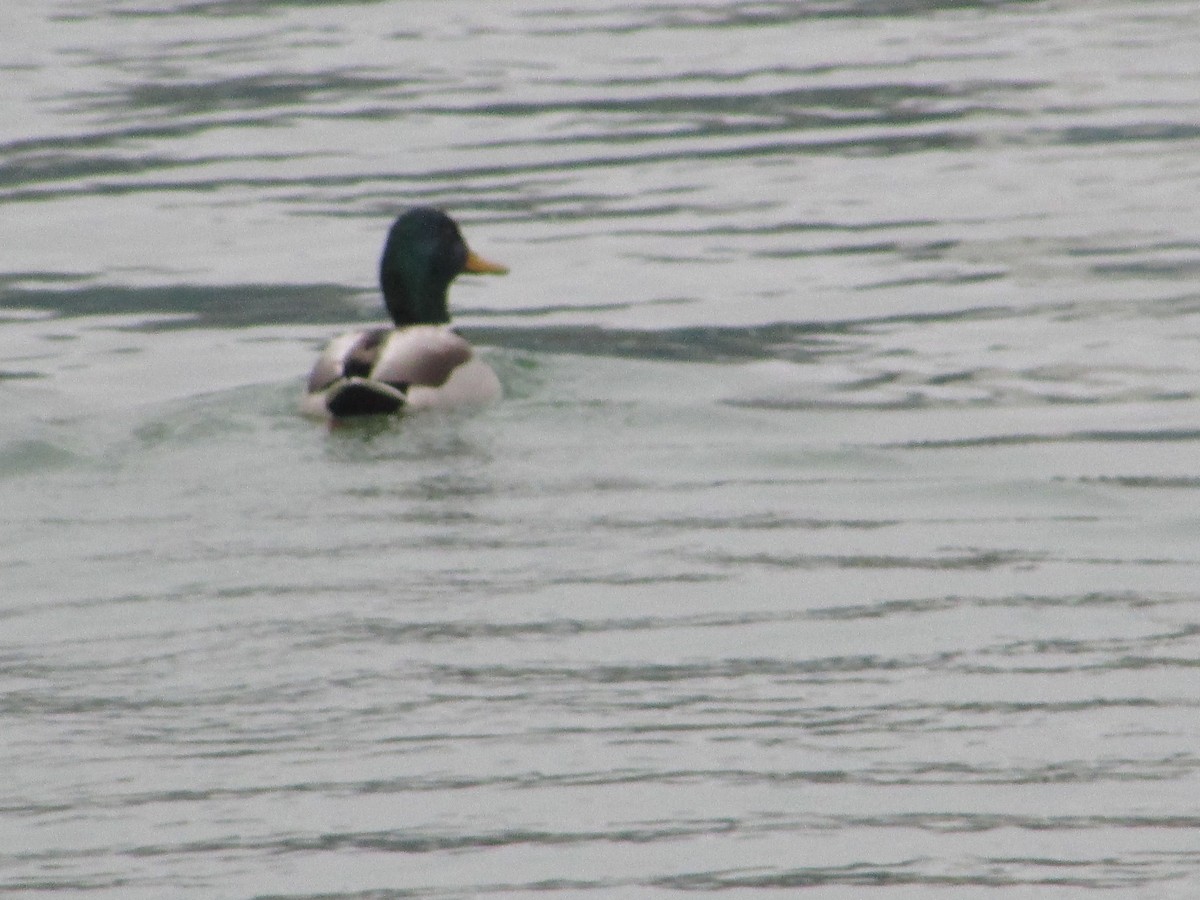 Mallard - ML647621525