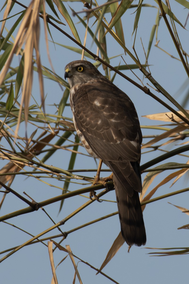 Shikra - ML647621527