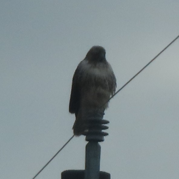 Red-tailed Hawk - ML647621528