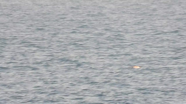 Boz Yelkovan - ML647621529