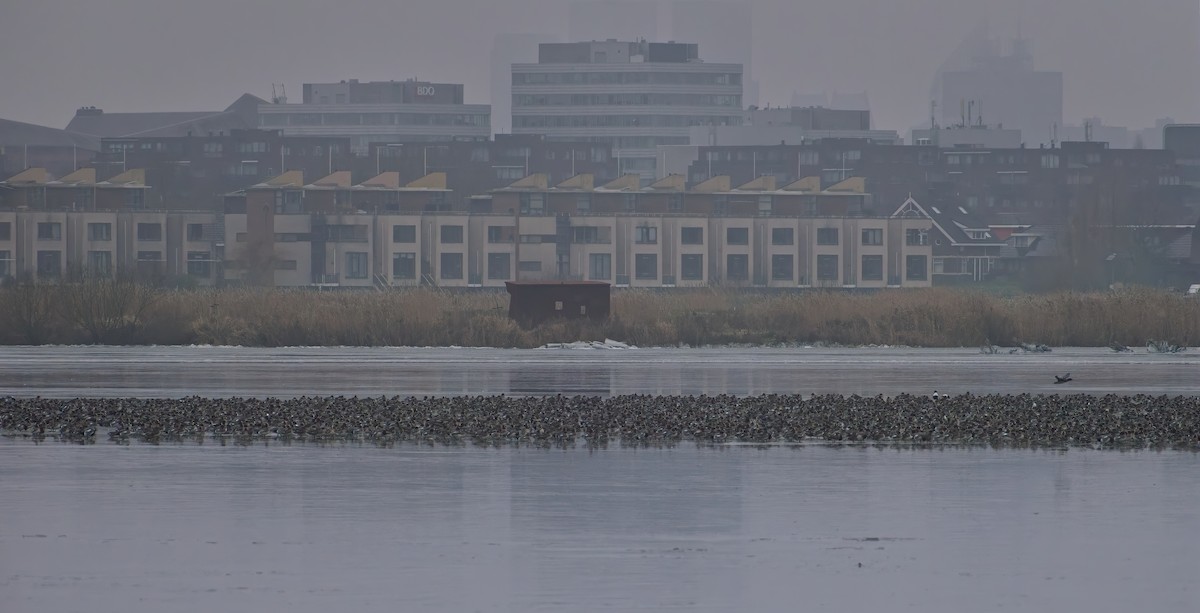 Eurasian Wigeon - ML647621530