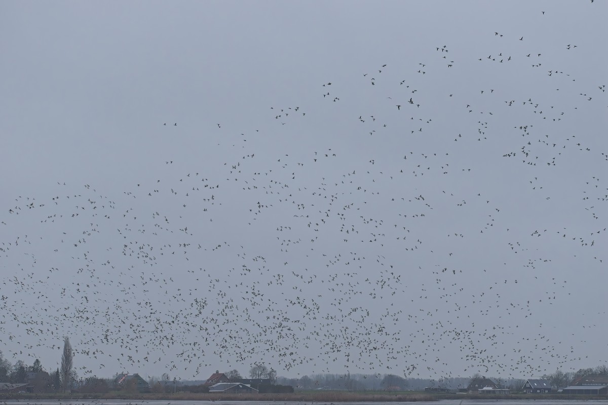 Eurasian Wigeon - ML647621531