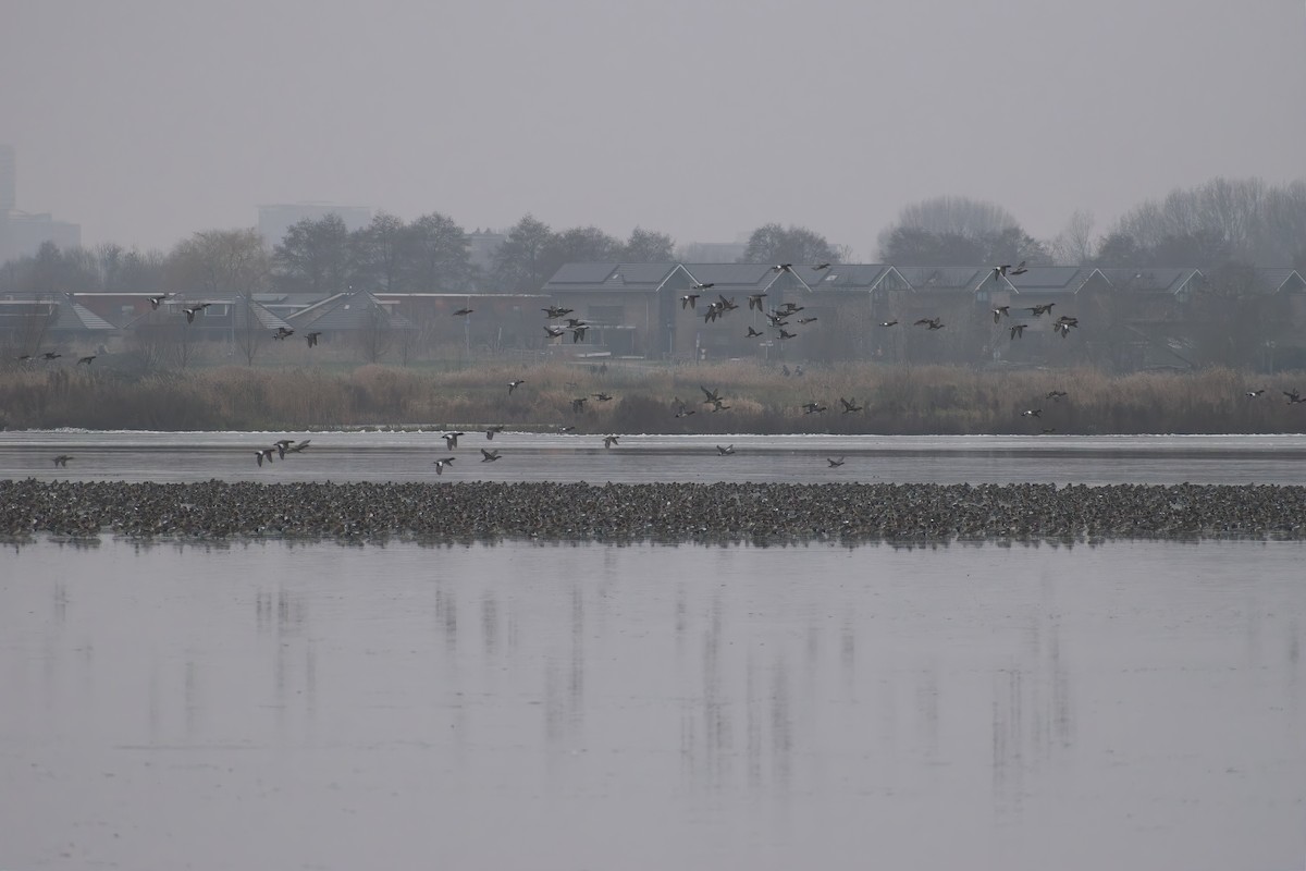 Eurasian Wigeon - ML647621532