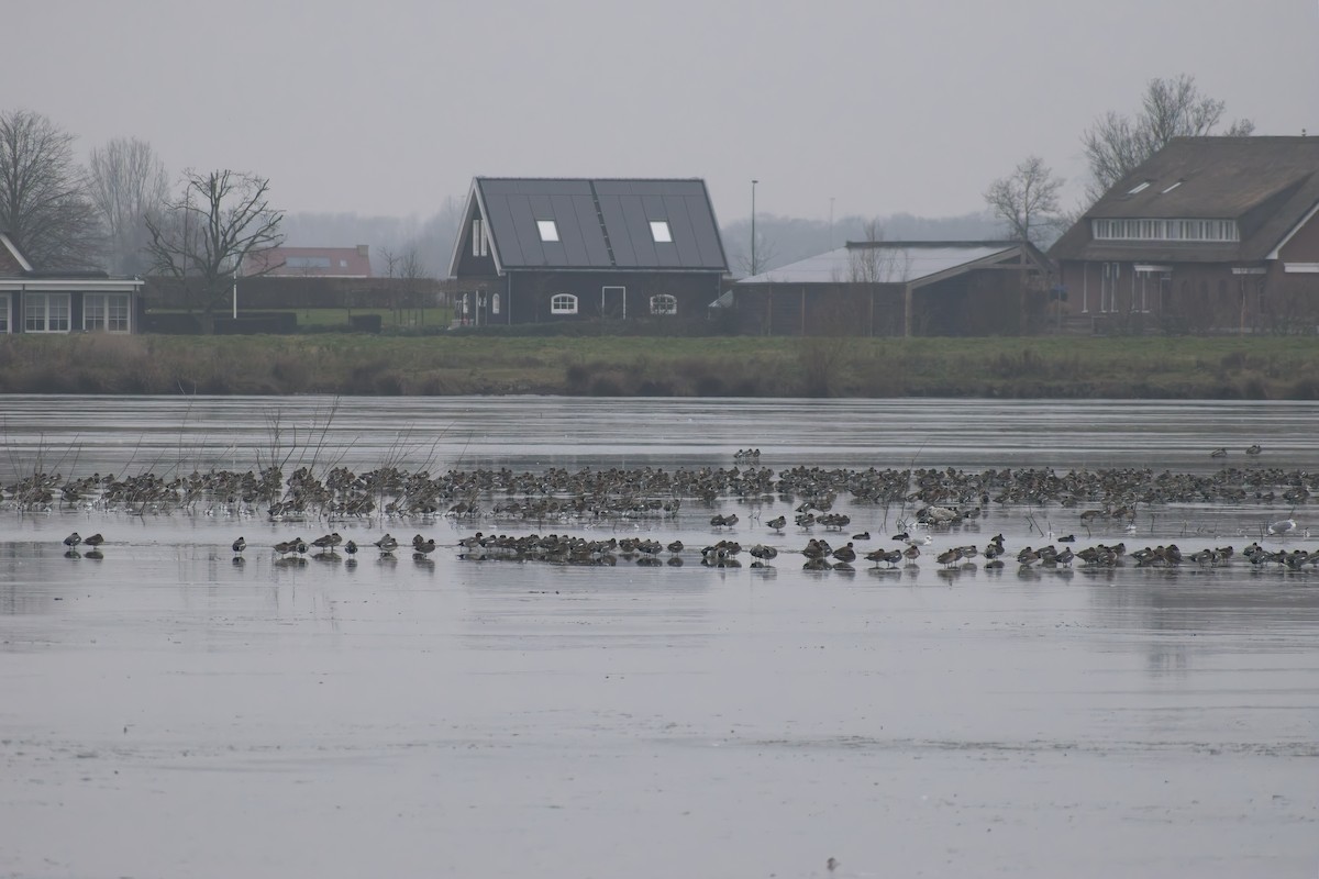 Eurasian Wigeon - ML647621533