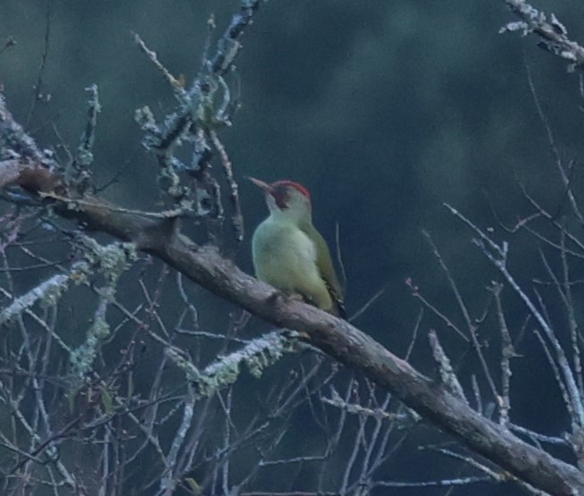 Iberian Green Woodpecker - ML647621534