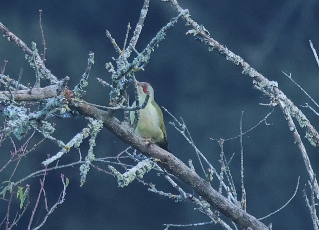 Iberian Green Woodpecker - ML647621536