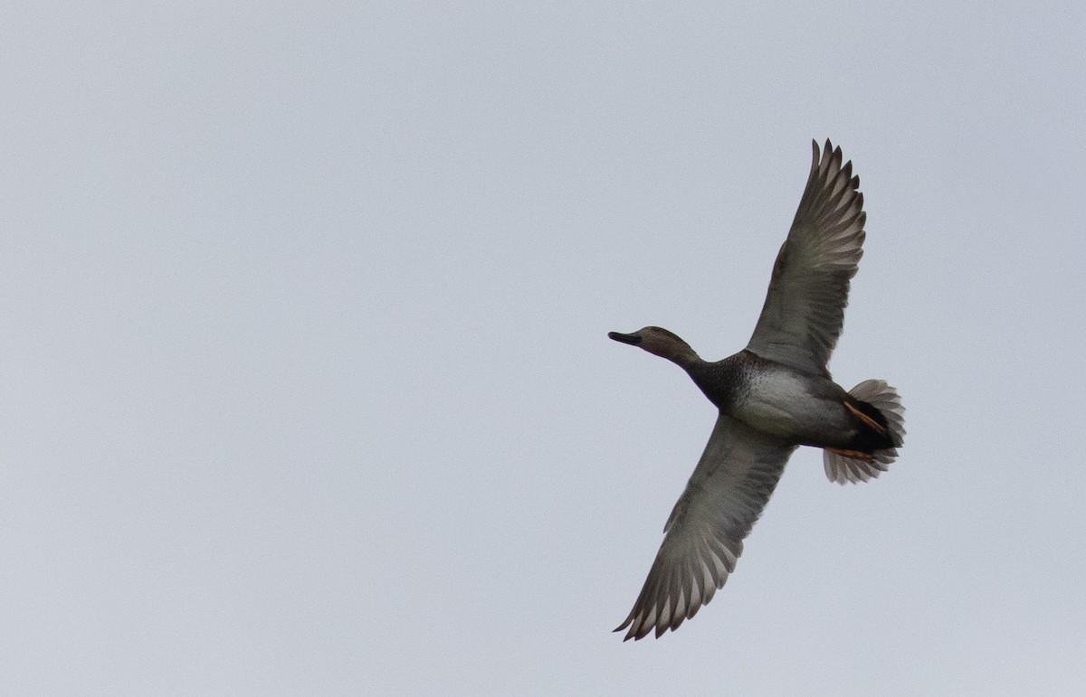 Gadwall - ML647621537