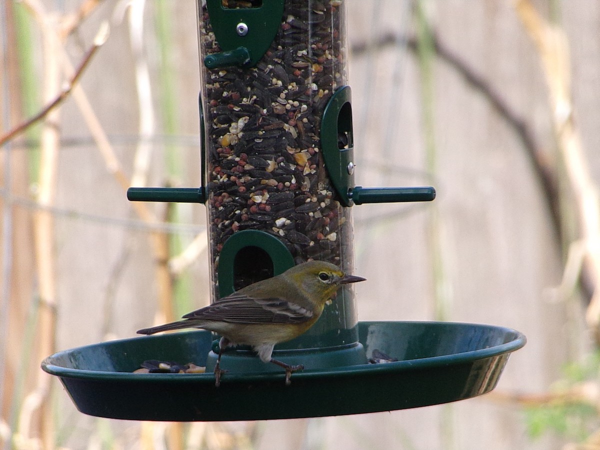 Pine Warbler - ML647621538