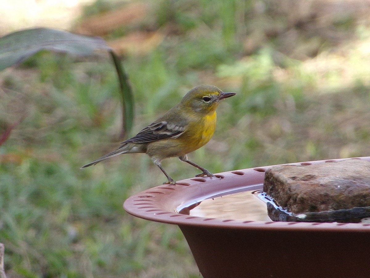 Pine Warbler - ML647621539