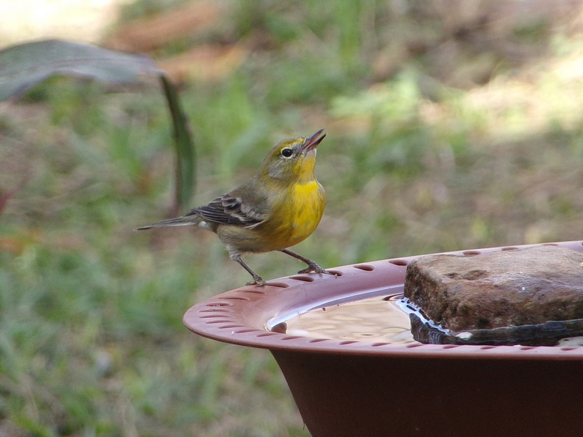Pine Warbler - ML647621540