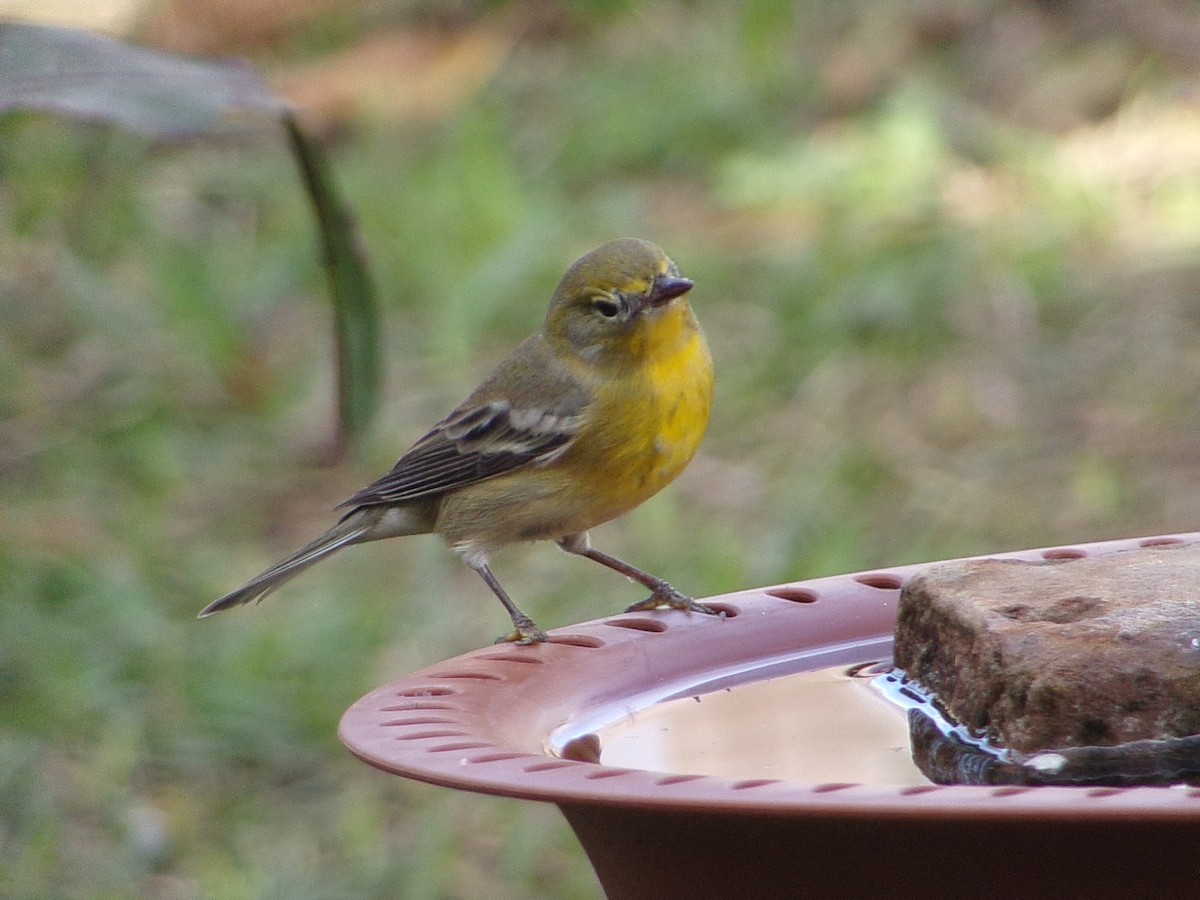 Pine Warbler - ML647621541