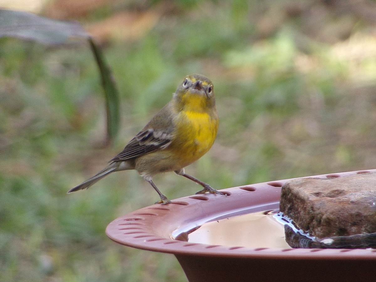 Pine Warbler - ML647621542