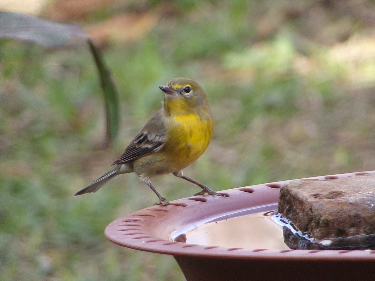 Pine Warbler - ML647621543