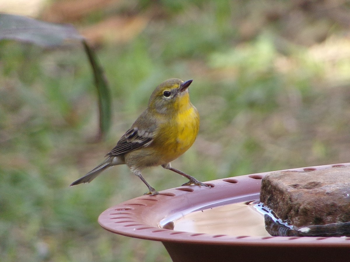 Pine Warbler - ML647621544