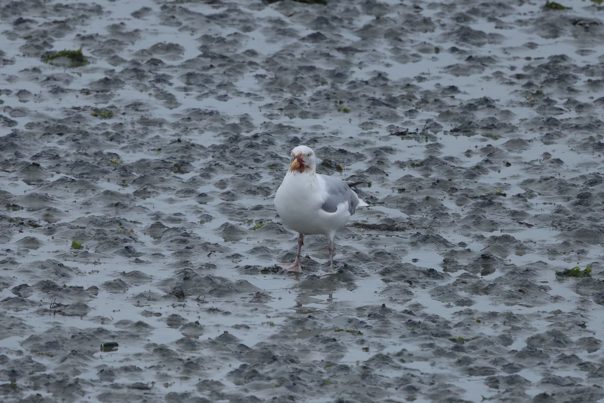 European Herring Gull - ML647621545