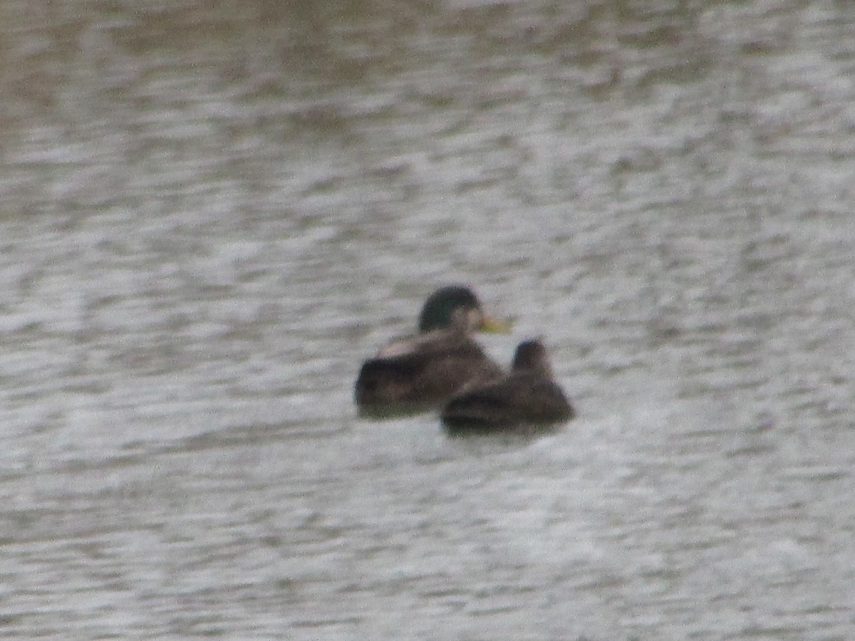 American Black Duck - ML647621546