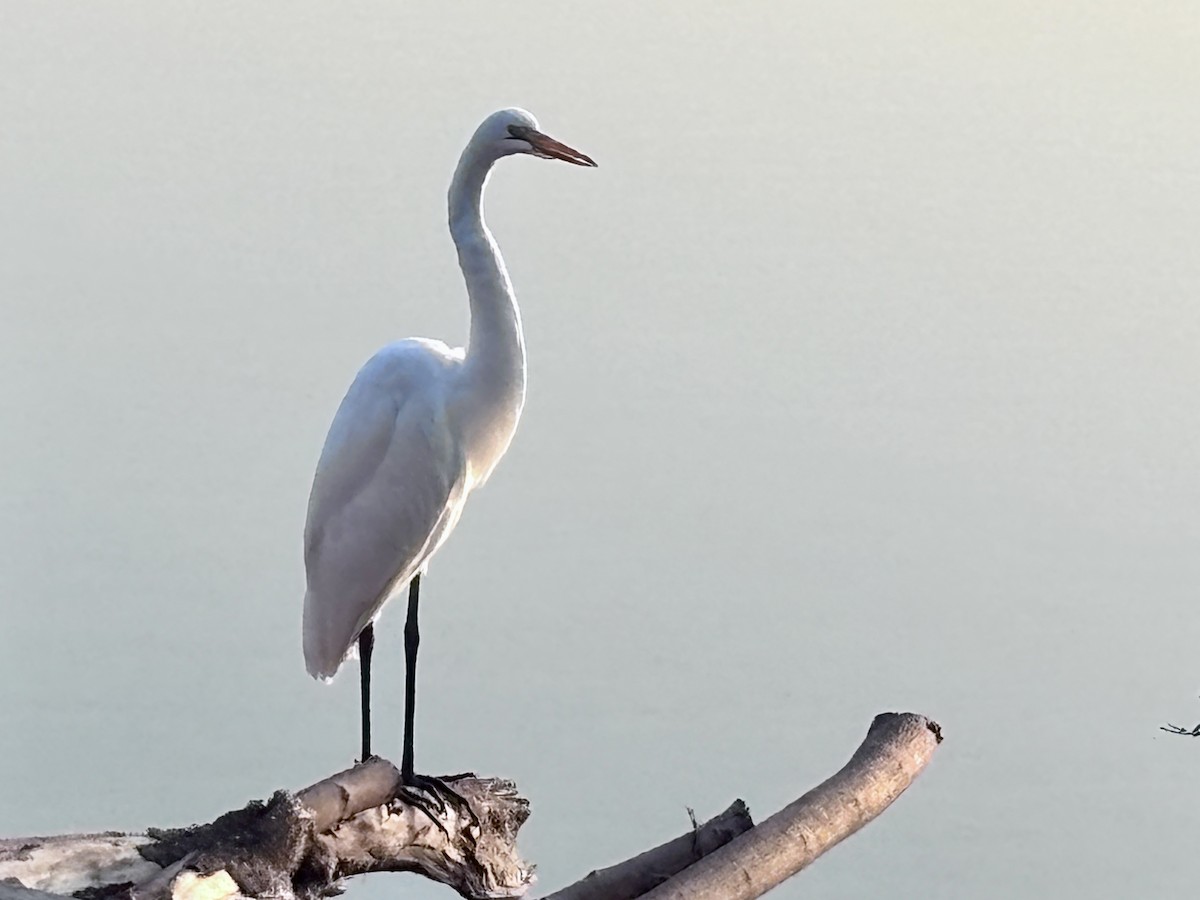 Great Egret - ML647621549