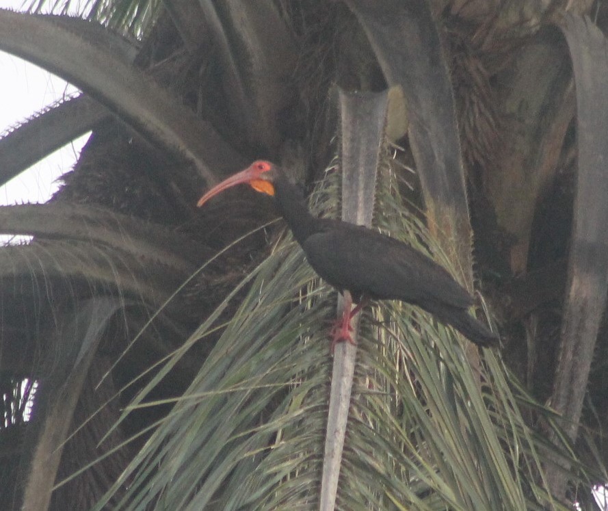 Sharp-tailed Ibis - ML647621585