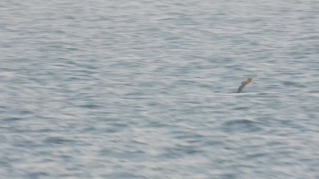 Boz Yelkovan - ML647621617