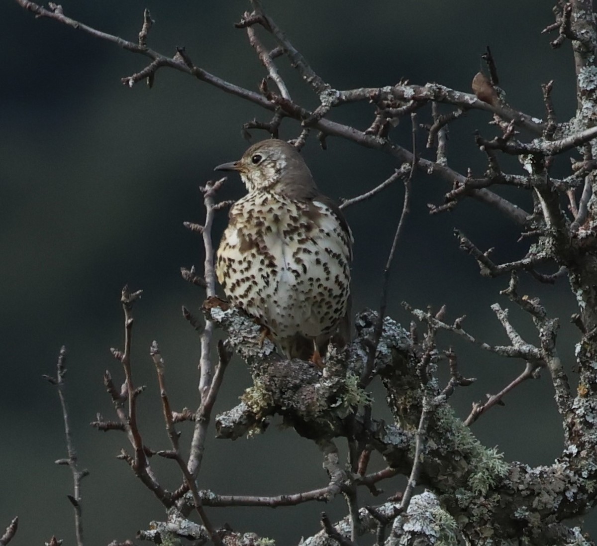 槲鶇 - ML647621639