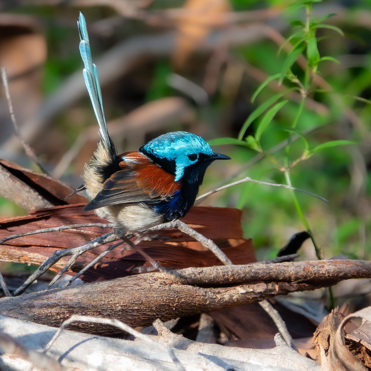 Red-winged Fairywren - ML647621653