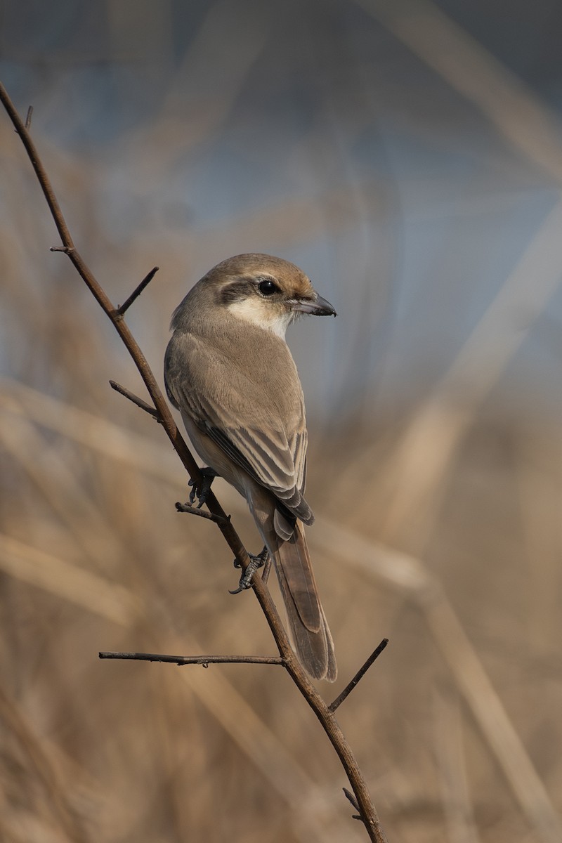 isabellavarsler - ML647621654