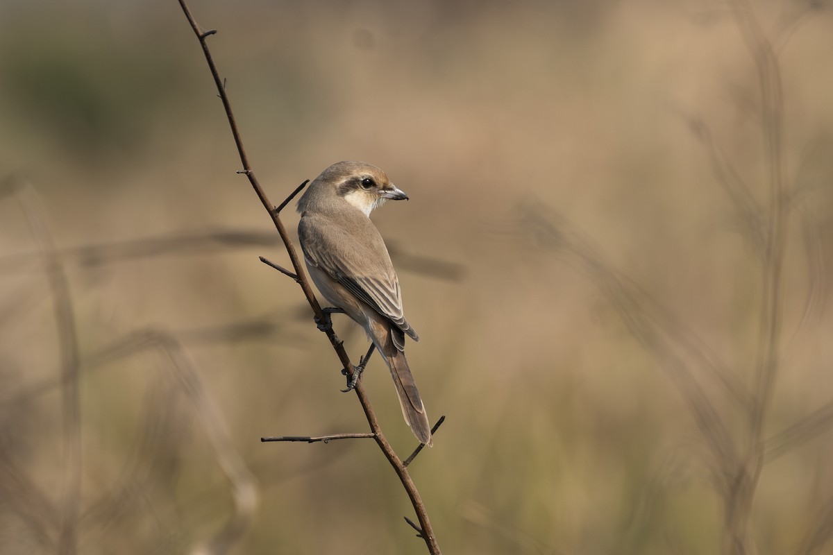 isabellavarsler - ML647621655