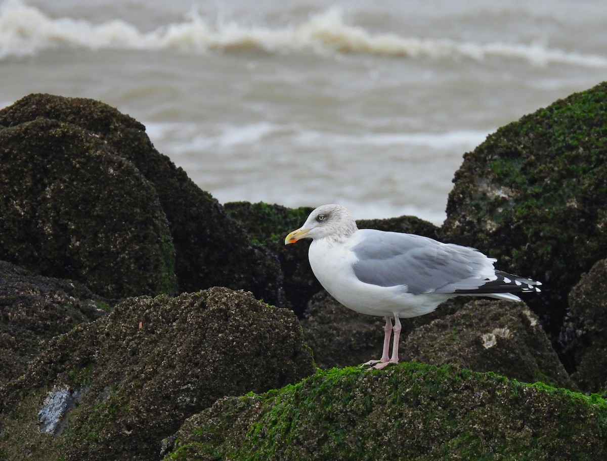 Goéland argenté - ML647621659