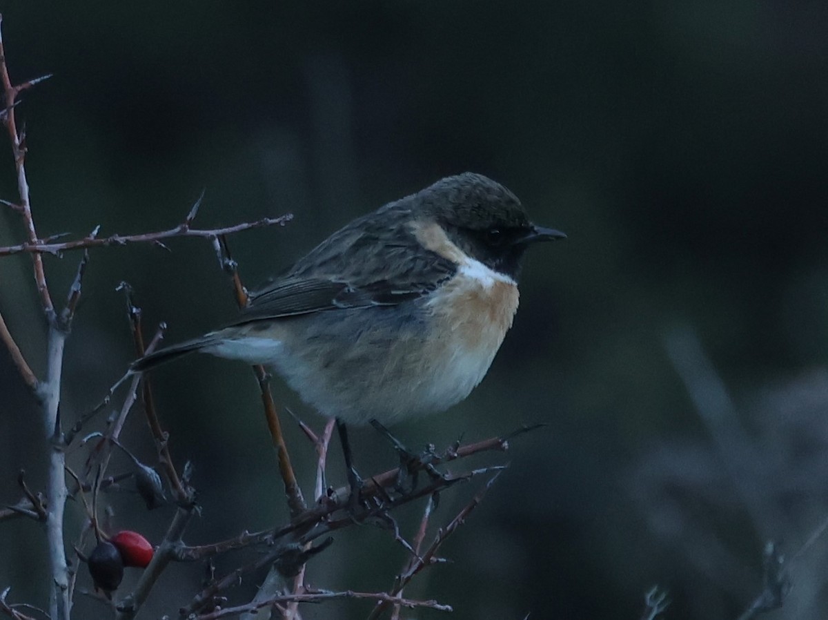 Tarier pâtre - ML647621663