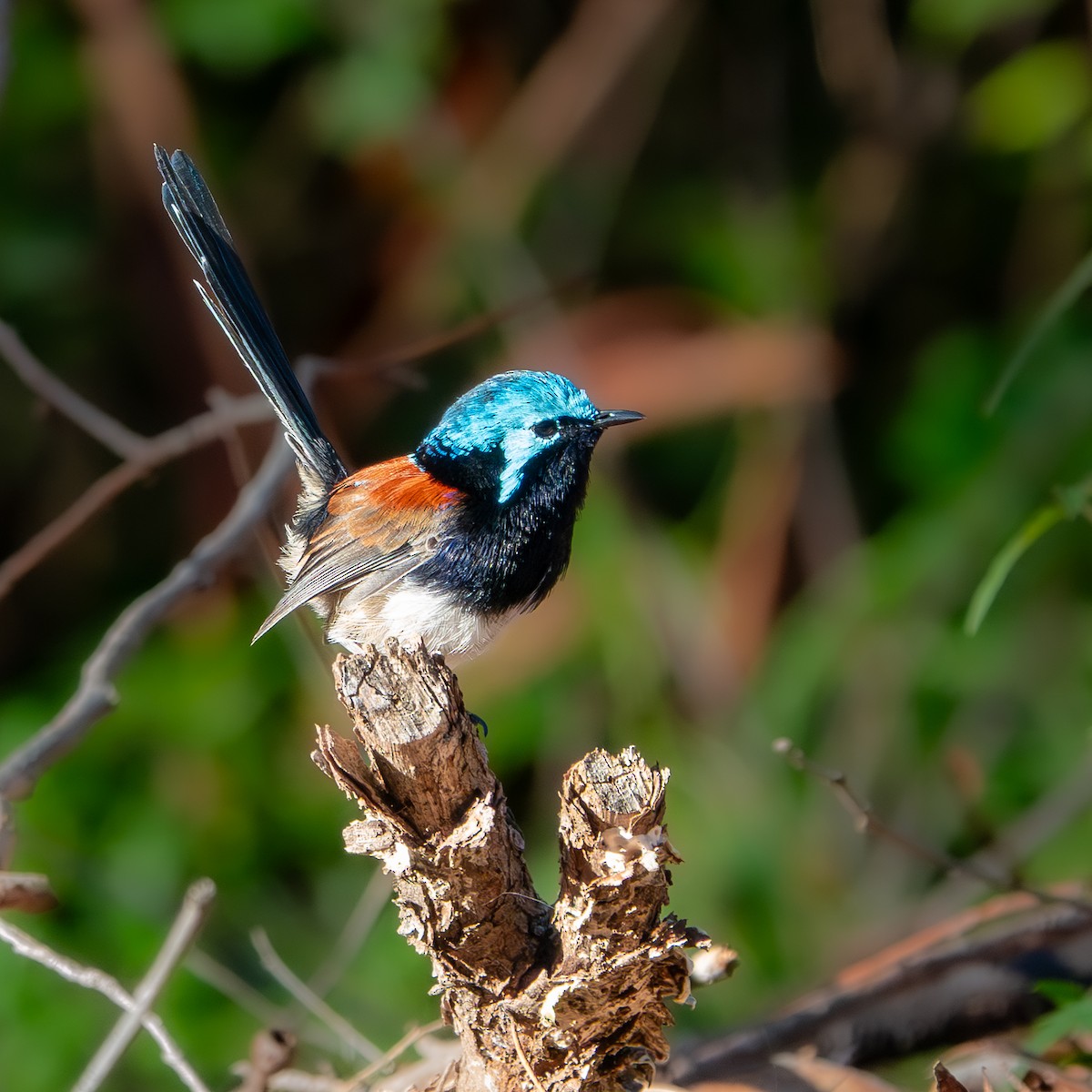 Red-winged Fairywren - ML647621666