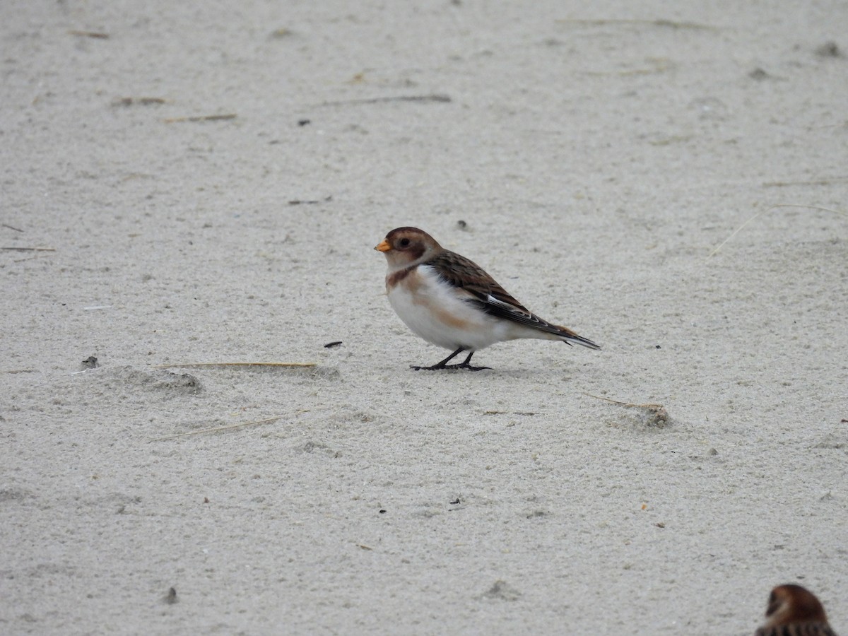 Plectrophane des neiges - ML647621667