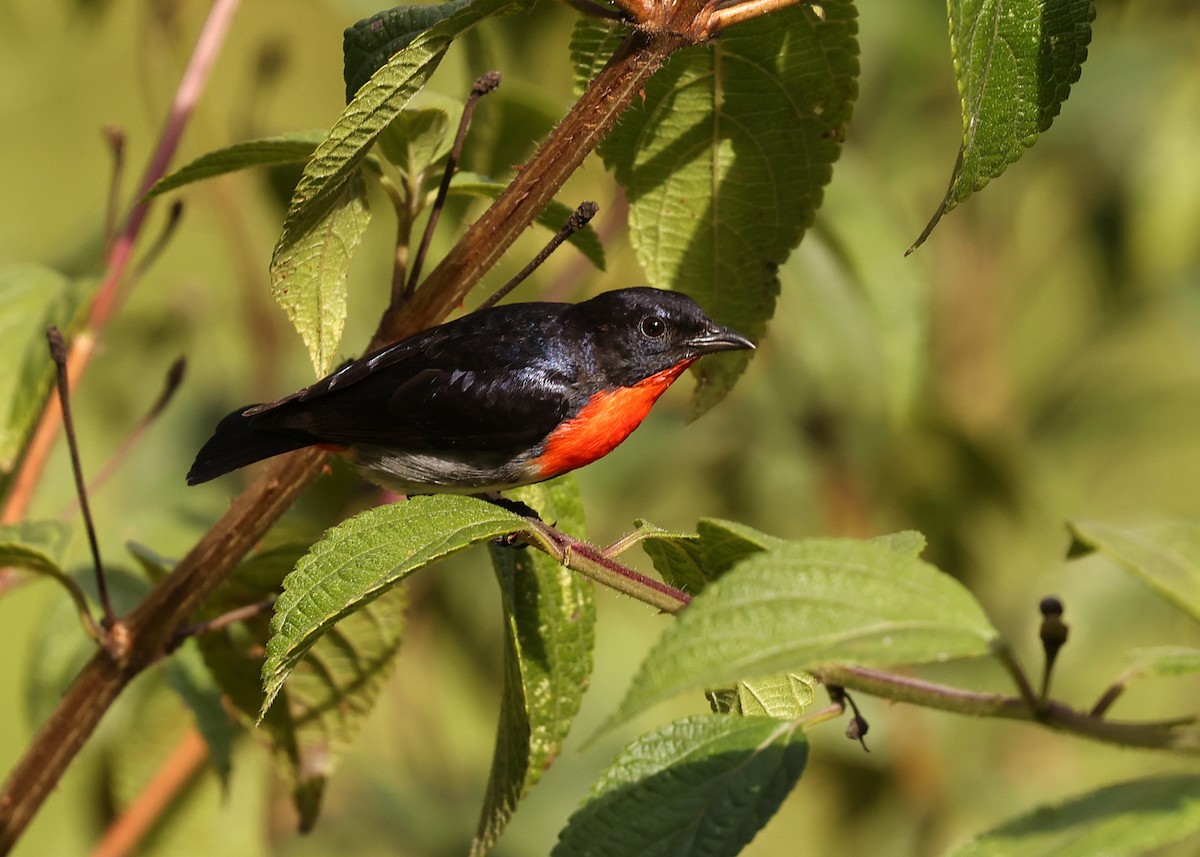 Mistletoebird - ML647621671