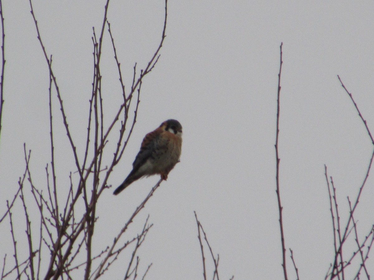 Crécerelle d'Amérique - ML647621673