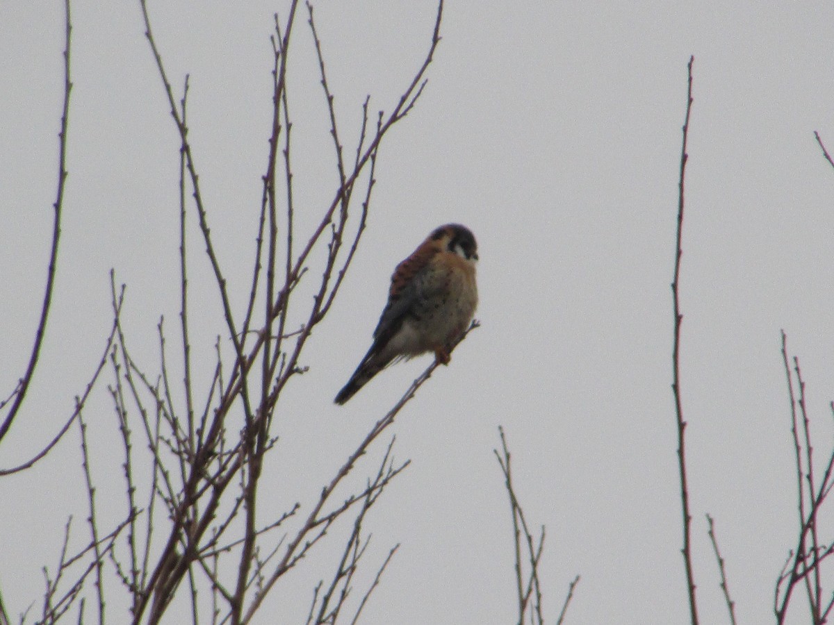 Crécerelle d'Amérique - ML647621674