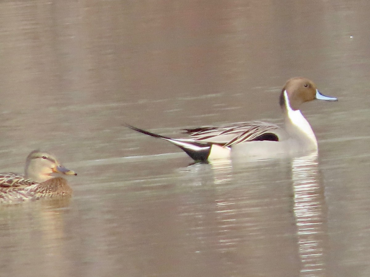 Canard pilet - ML647621677