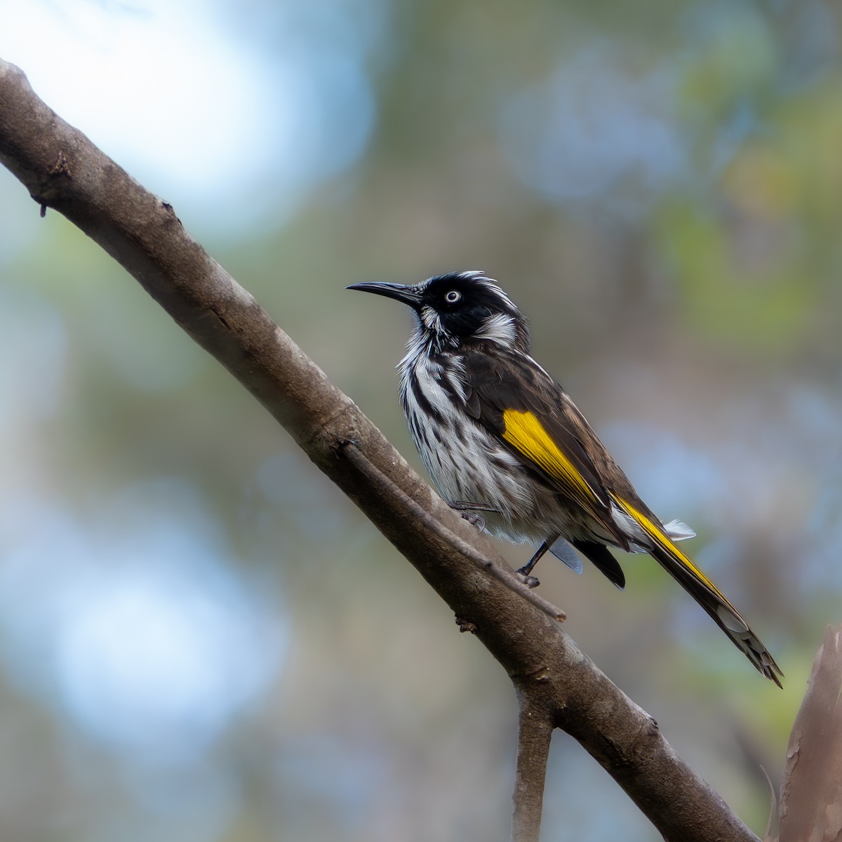 Méliphage de Nouvelle-Hollande - ML647621678