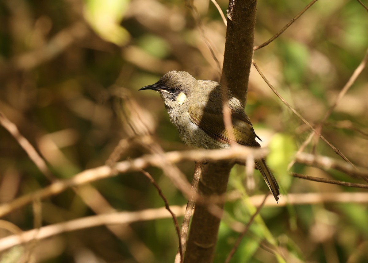 Méliphage de Lewin - ML647621680