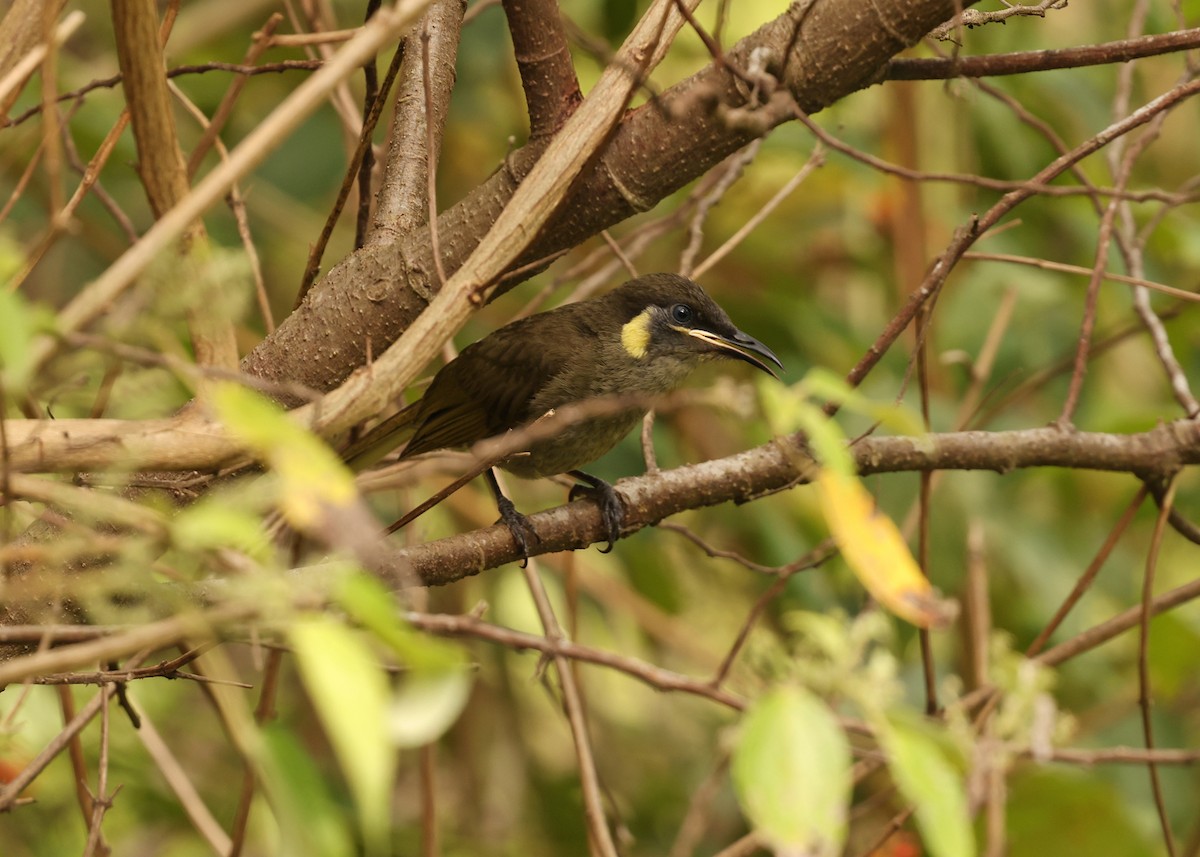 Méliphage de Lewin - ML647621681