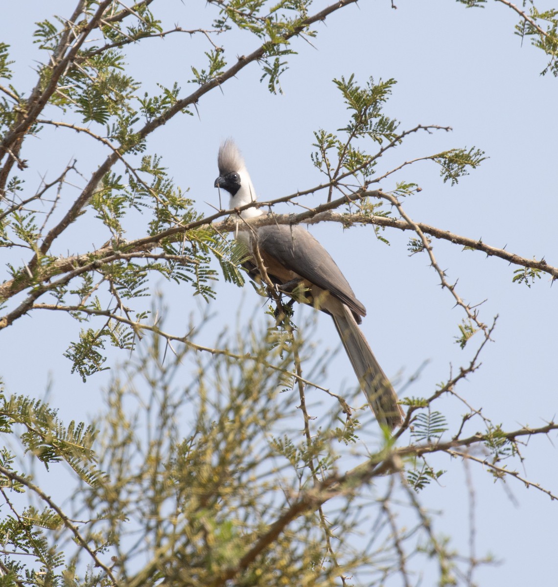 Touraco masqué (leopoldi) - ML647621682