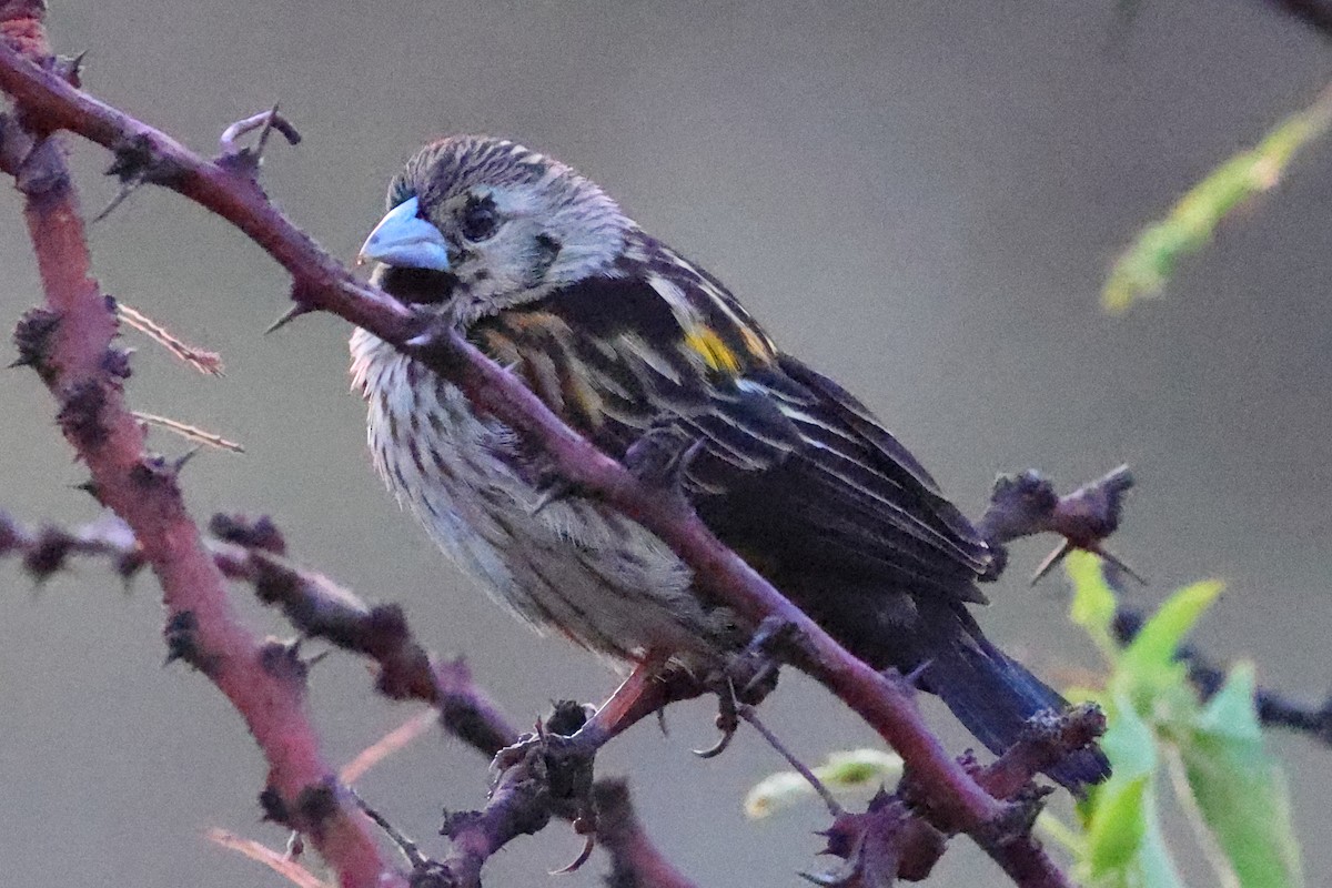 Euplecte à croupion jaune - ML647621684