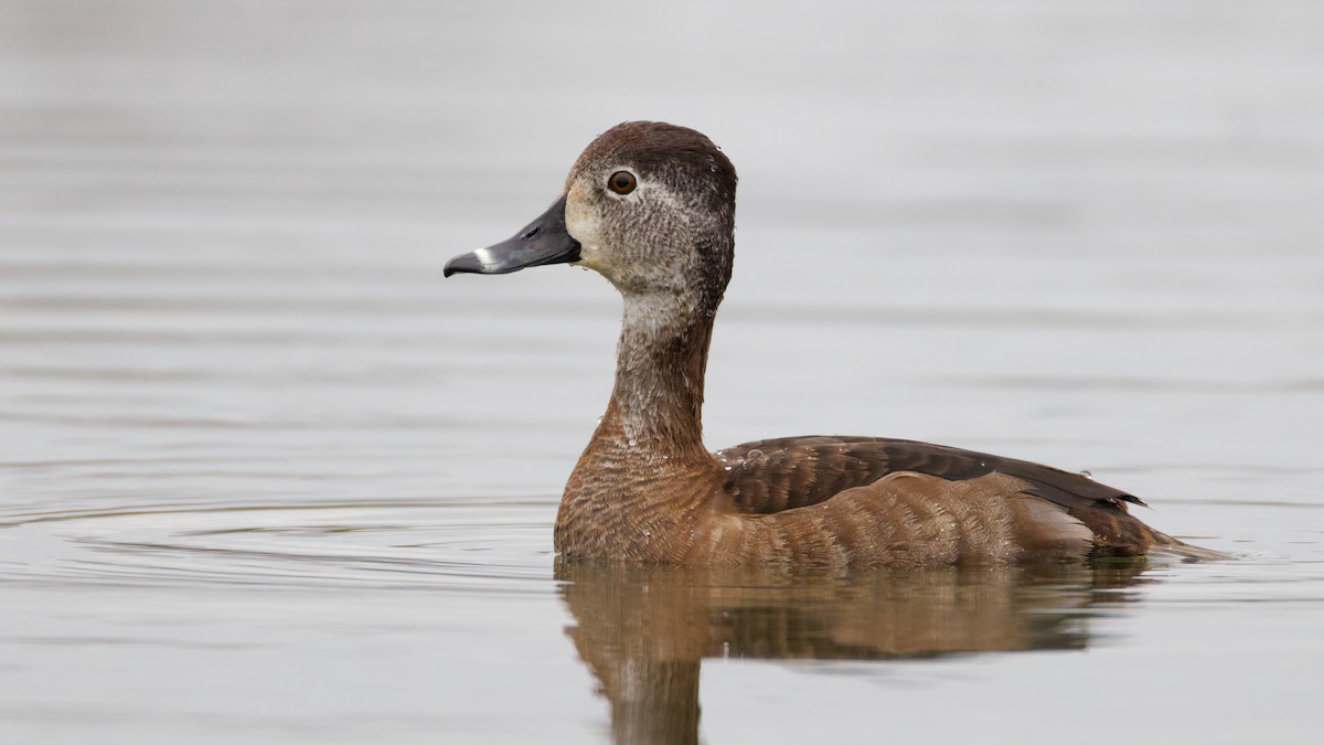 Fuligule à collier - ML647621685