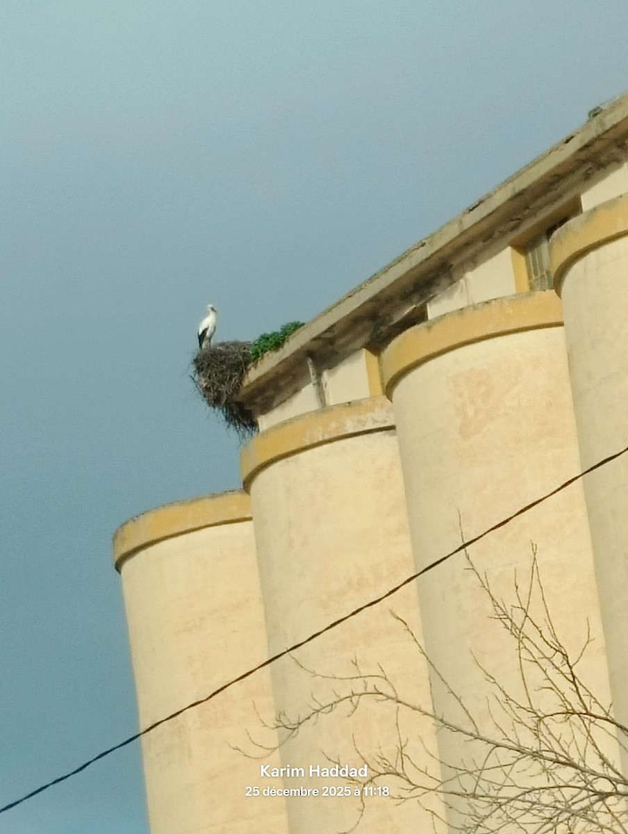 Cigogne blanche - ML647621686