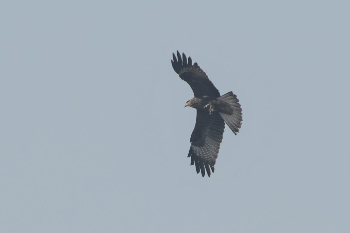 Milan noir - ML647621687