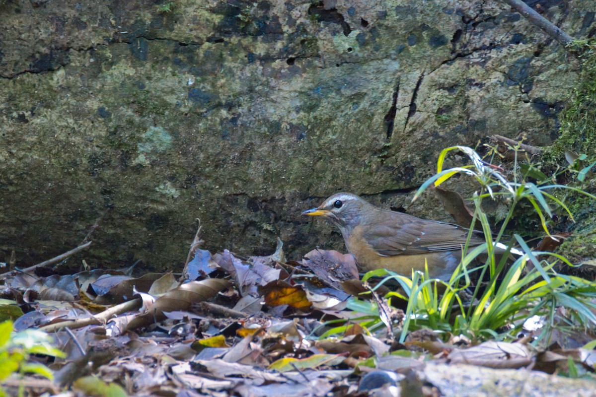 Merle obscur - ML647621688