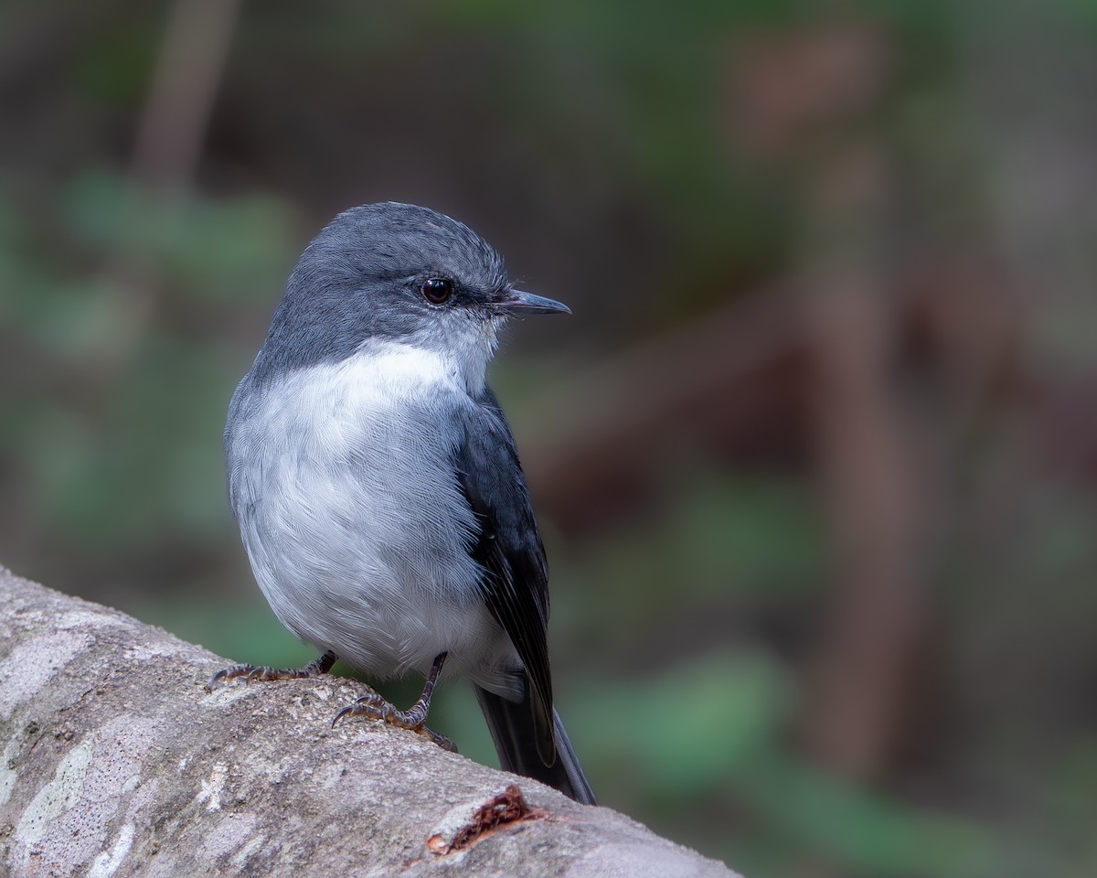 Miro à poitrine blanche - ML647621689