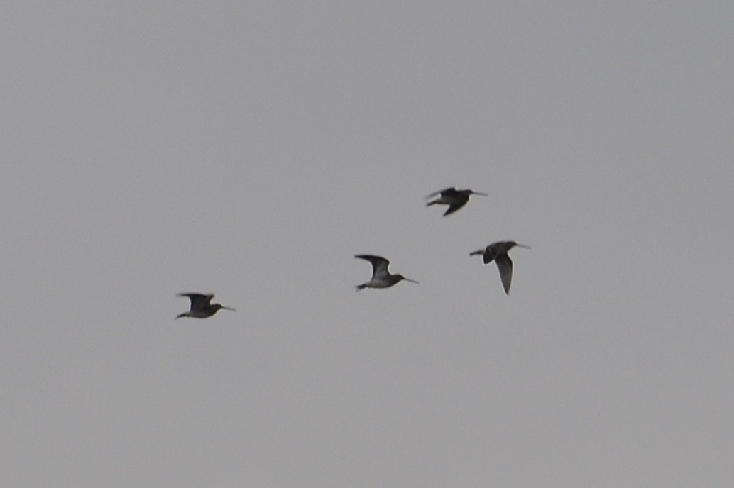 Bécassine des marais - ML647621690