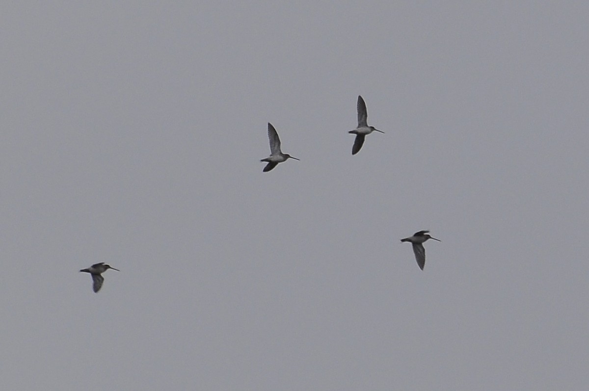 Bécassine des marais - ML647621691