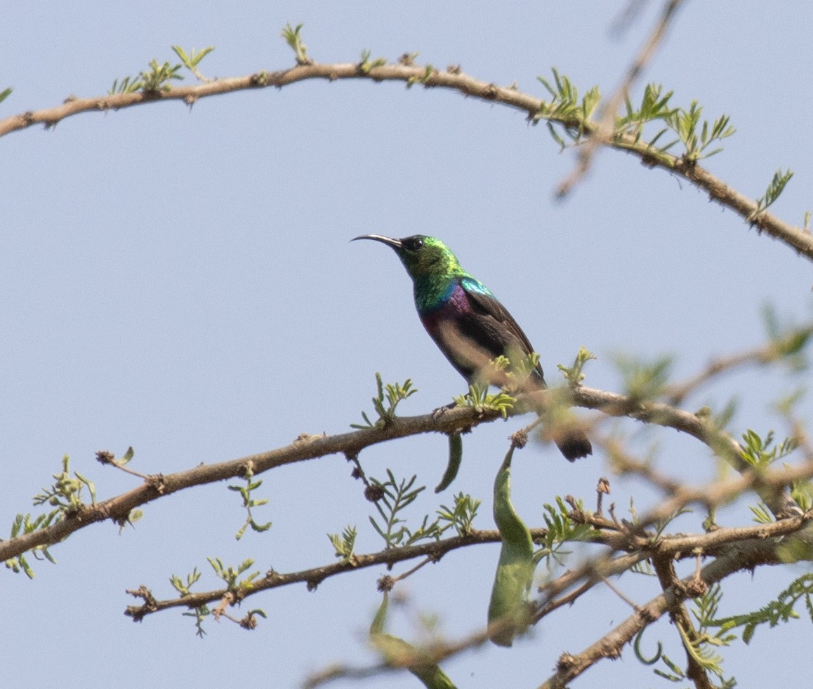 Souimanga du Marico - ML647621693